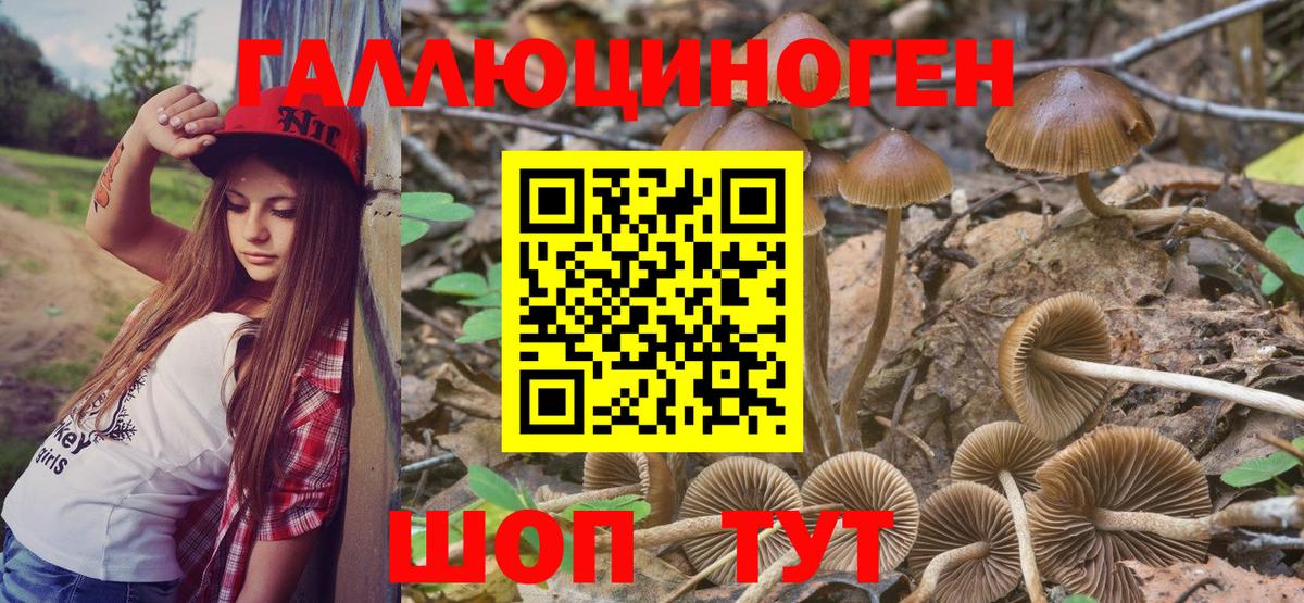Галлюциногенные грибы Psilocybe Шелехов